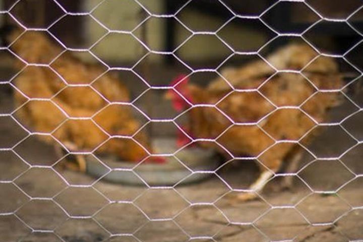 chicken wire mesh manufacturers in kolkata
